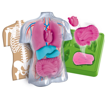 Naukowa Zabawa Anatomia Model anatomiczny tułowia Clementoni