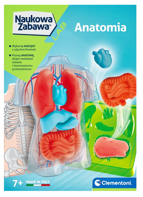 Naukowa Zabawa Anatomia Model anatomiczny tułowia Clementoni